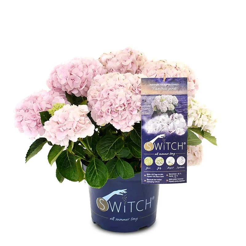 Купити Гортензія великолиста Switch 'Panthea' Pink в Україні — саджанець