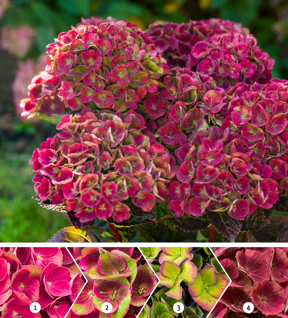 Гортензия крупнолистная 'Amethyst Red' — фото