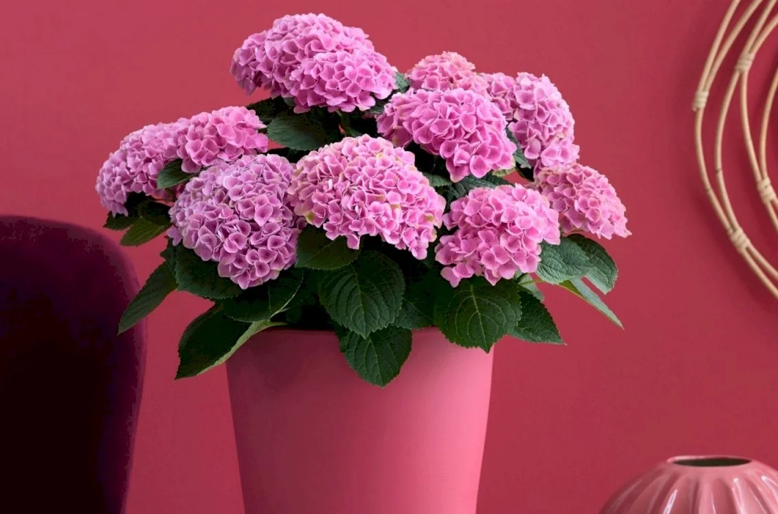 Гортензія великолиста Magical 'Evolution' Pink — фото квітки