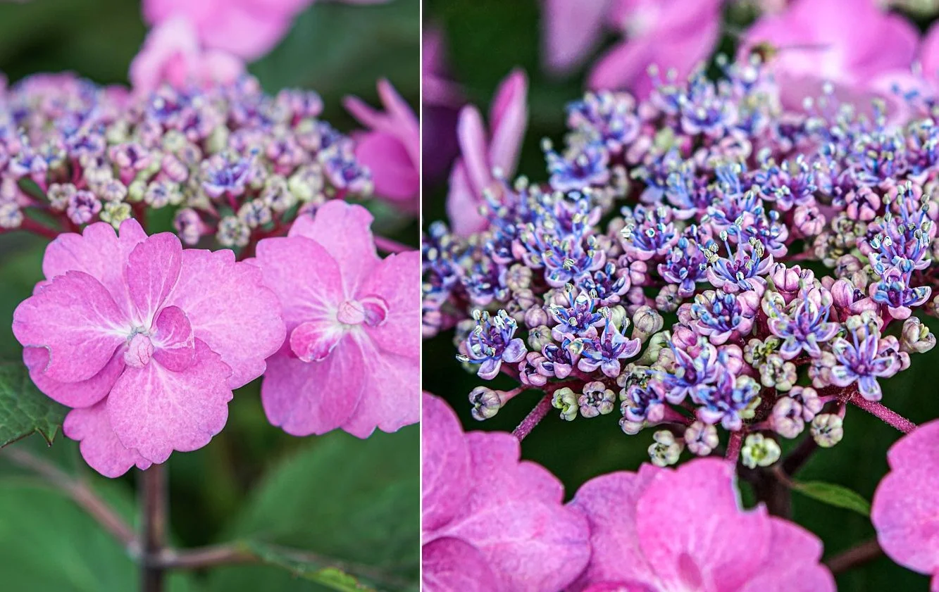 Гортензія пильчаста 'Cotton Candy' — фото квітки