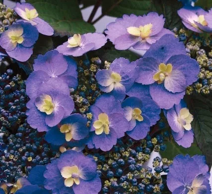 Гортензія пильчаста 'Cotton Candy' — фото 6