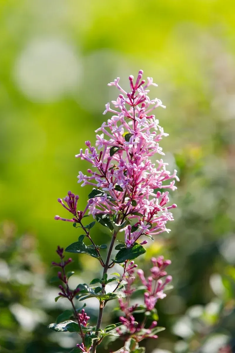 Купити Бузок Bloomerang 'Pink Perfume' в Україні — саджанець