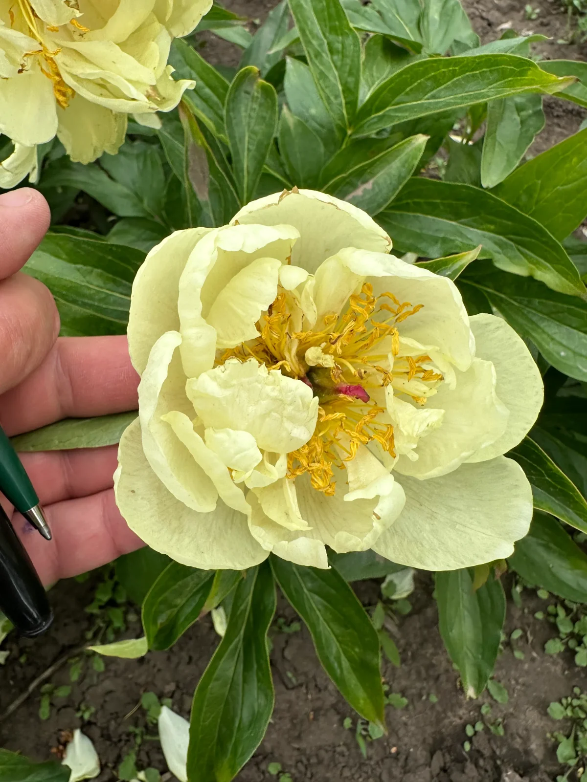 Купити Півонія трав'яниста 'Lemon Chiffon' в Україні