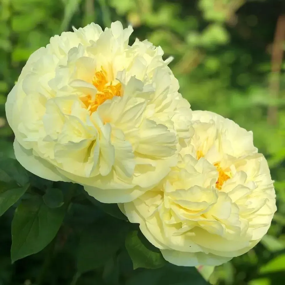 Півонія трав'яниста 'Lemon Chiffon' — фото квітки