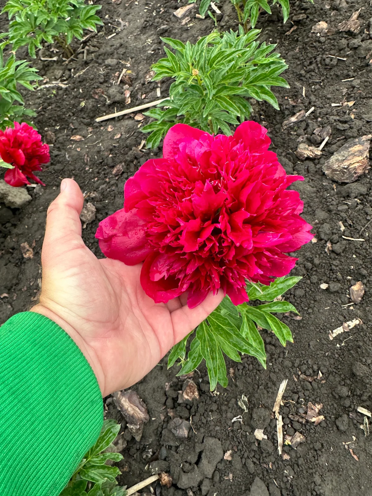 Півонія гібридна 'Red Charm' — фото квітки