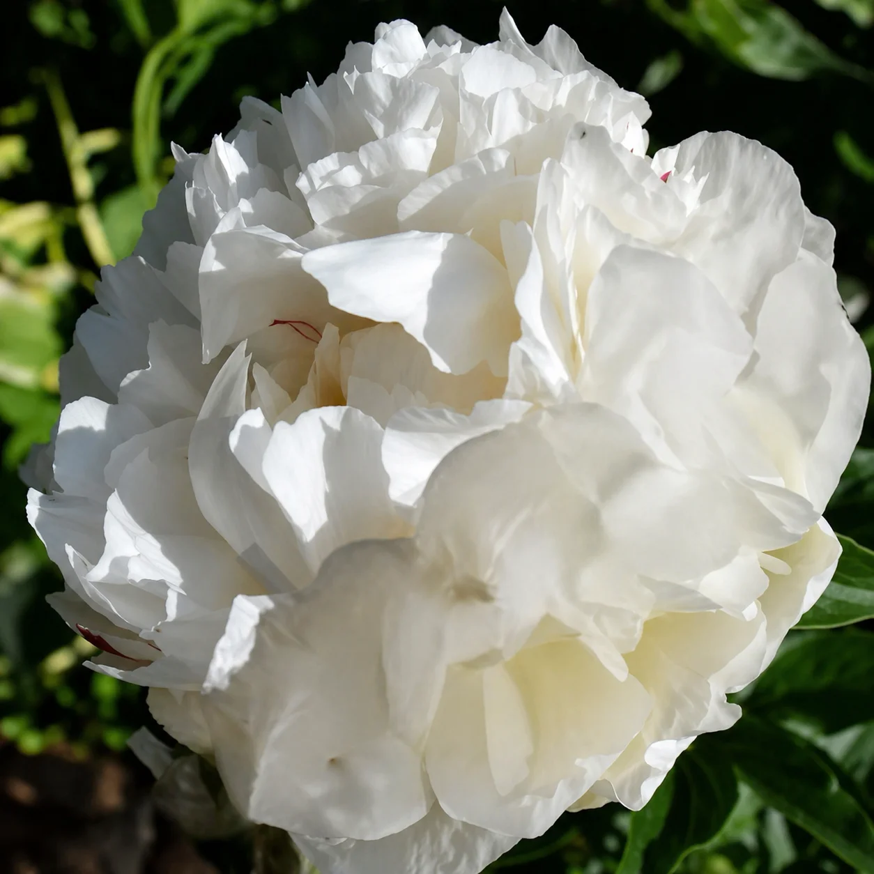 Півонія трав'яниста 'White Bockstoce' — фото квітки