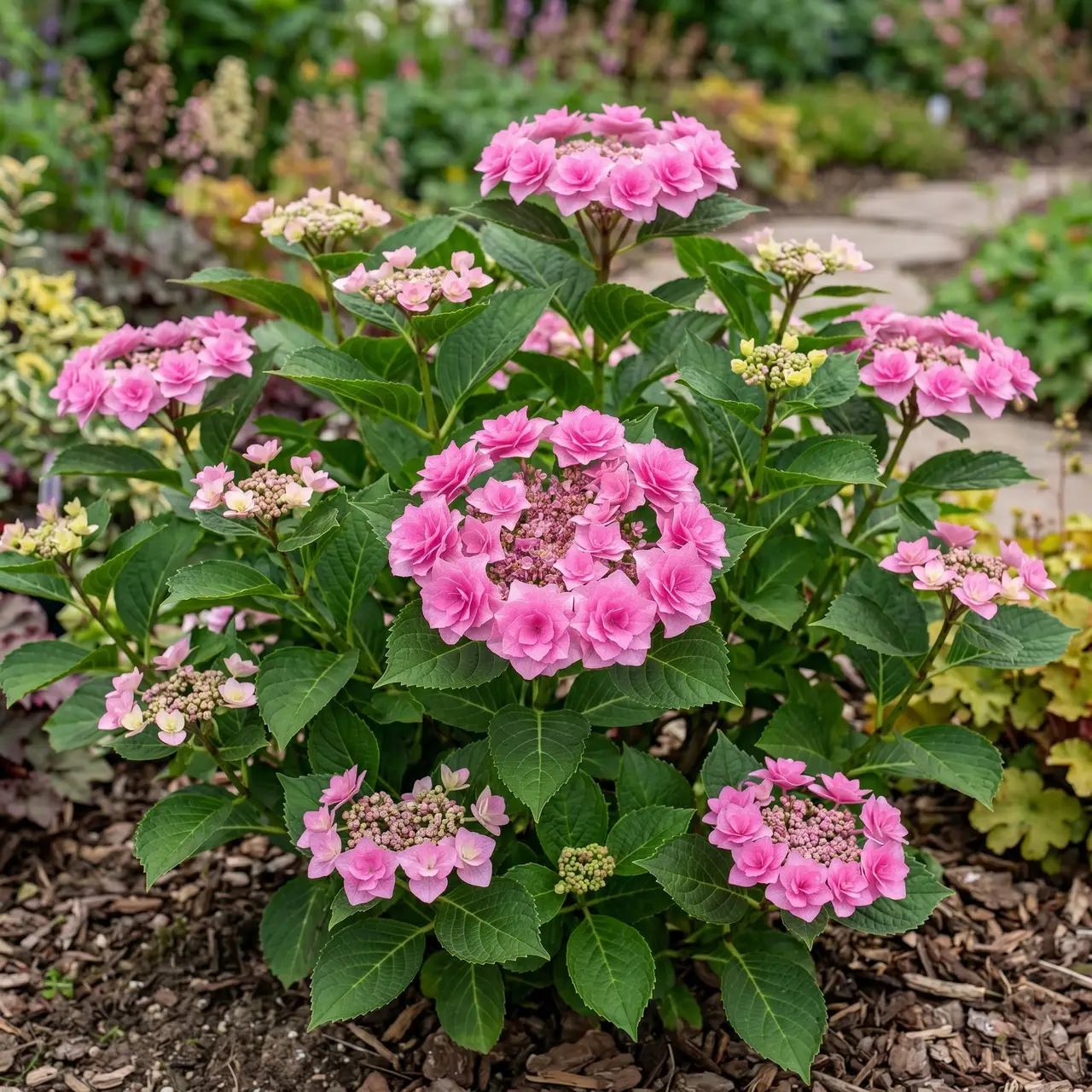 Гортензия крупнолистная 'Doppio Rosa' — фото