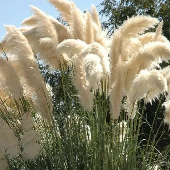 Кортадерія  селоана 'Pumila' — фото 6