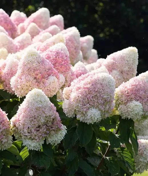 Гортензия метельчатая 'Sweet Summer' — фото