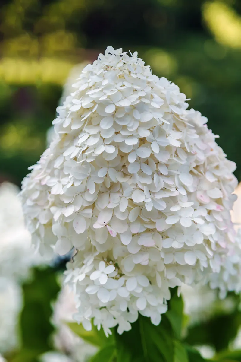 Гортензія волотиста 'Mega Pearl' — фото квітки