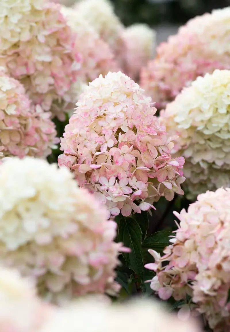 Гортензія волотиста 'Raspberry Pink' — фото квітки