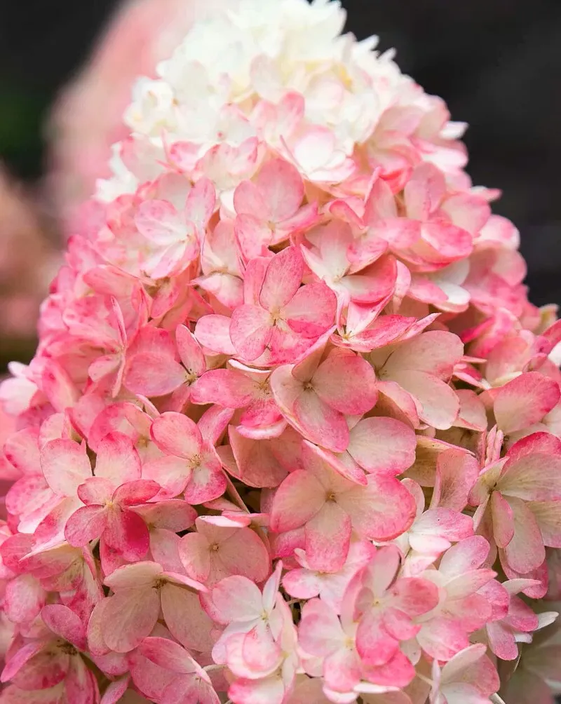 Гортензия метельчатая 'Raspberry Pink' — фото