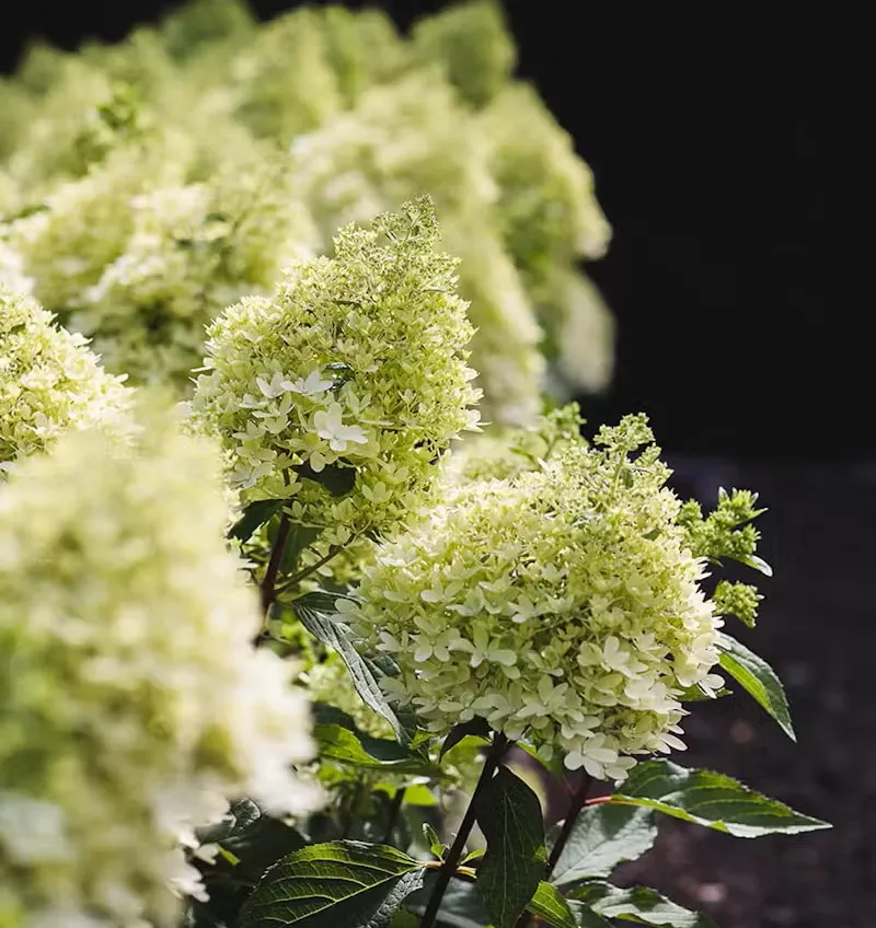 Гортензія волотиста 'Royal Flower' — фото квітки