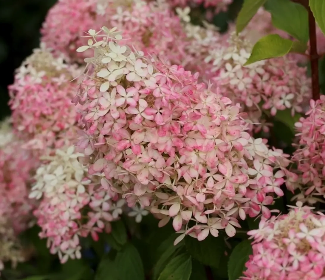 Гортензія волотиста 'Royal Flower' — саджанець у контейнері
