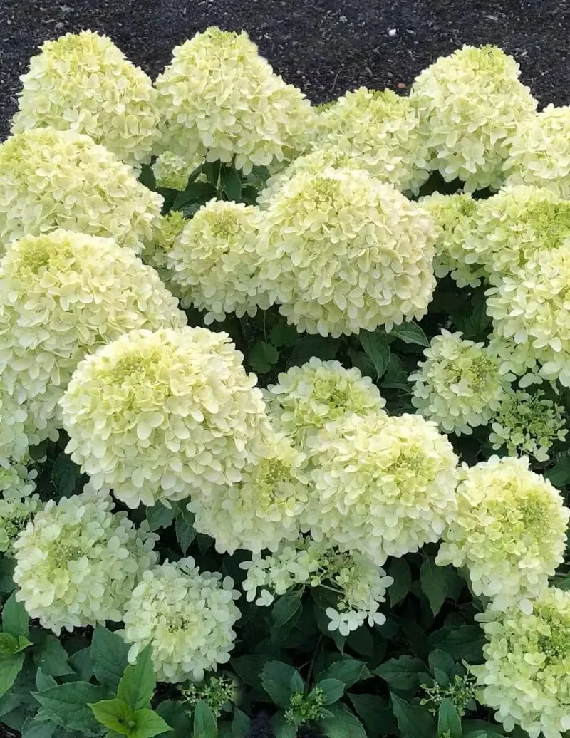 Гортензія волотиста Living Summer Breeze — саджанець у контейнері