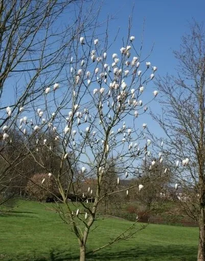 Магнолія 'Spring Rite' — фото квітки