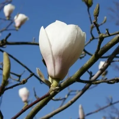 Магнолия 'Spring Rite' — фото
