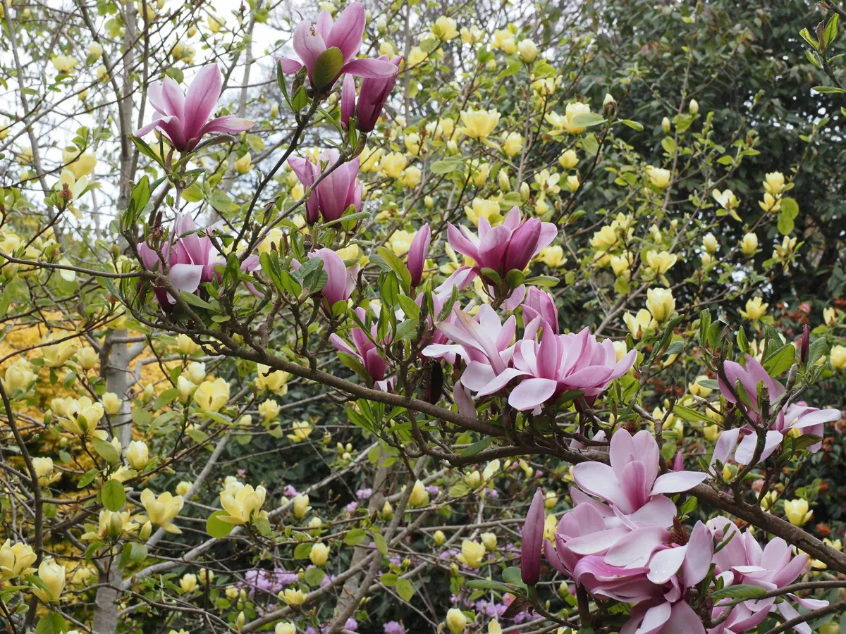Магнолия 'Margaret Helen' — фото