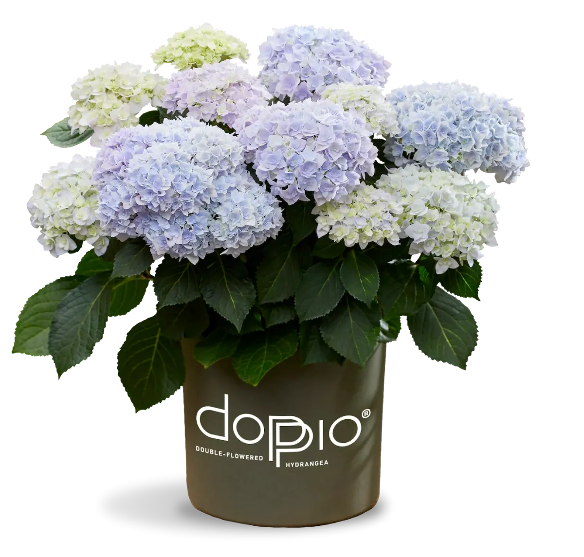 Гортензія великолиста Doppio Azzurro — фото квітки