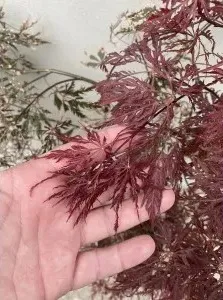 Клен 'Dissectum Garnet' (Щеплений на штамбі) — саджанець у контейнері
