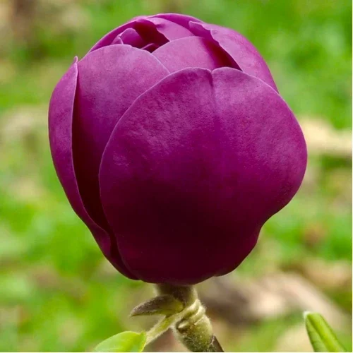 Купити Магнолія 'Black Tulip' в Україні
