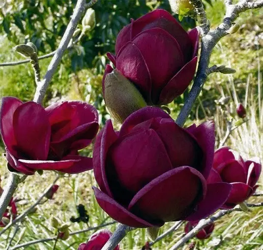 Магнолія 'Black Tulip' — фото квітки