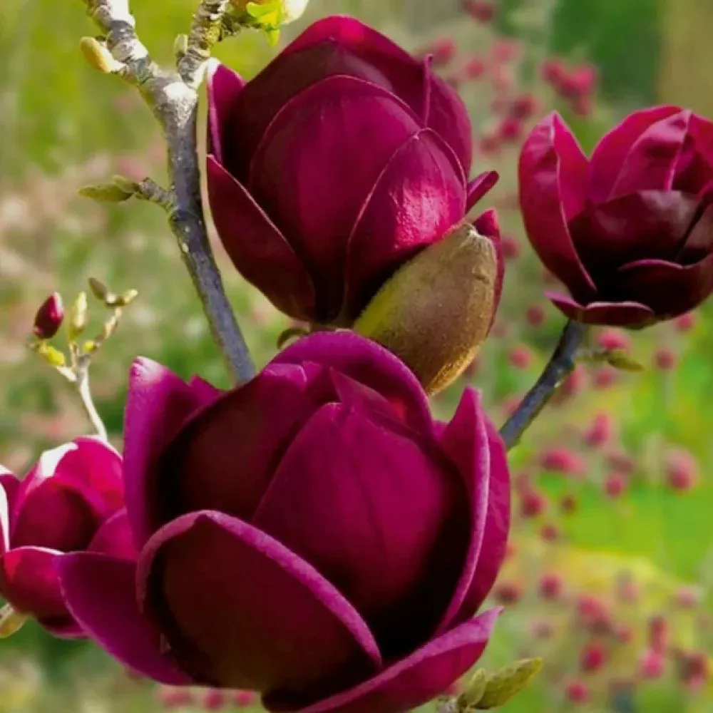 Магнолія 'Black Tulip' — саджанець у контейнері