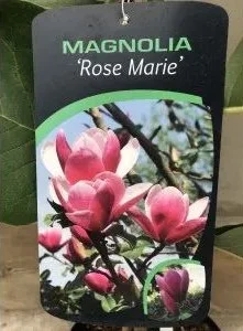 Магнолія 'Rose Marie' — деталь