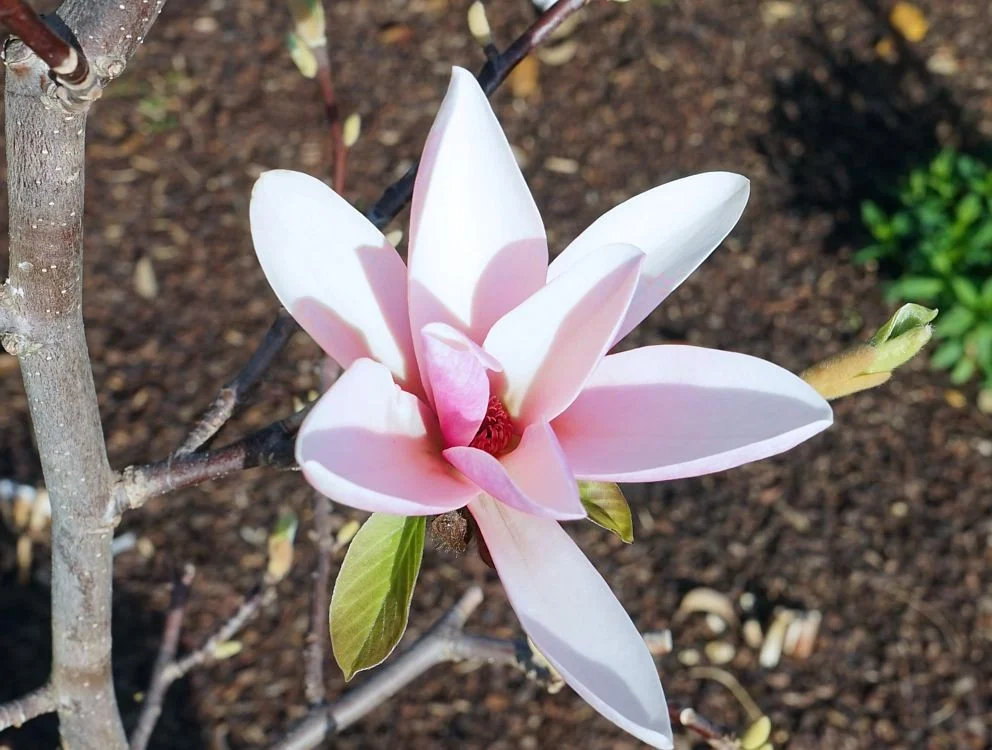 Магнолія 'Pink Charm' — фото квітки