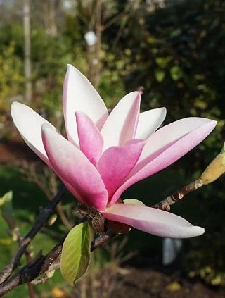 Магнолия 'Pink Charm' — фото
