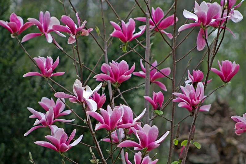 Магнолія 'Pink Charm' — саджанець у контейнері