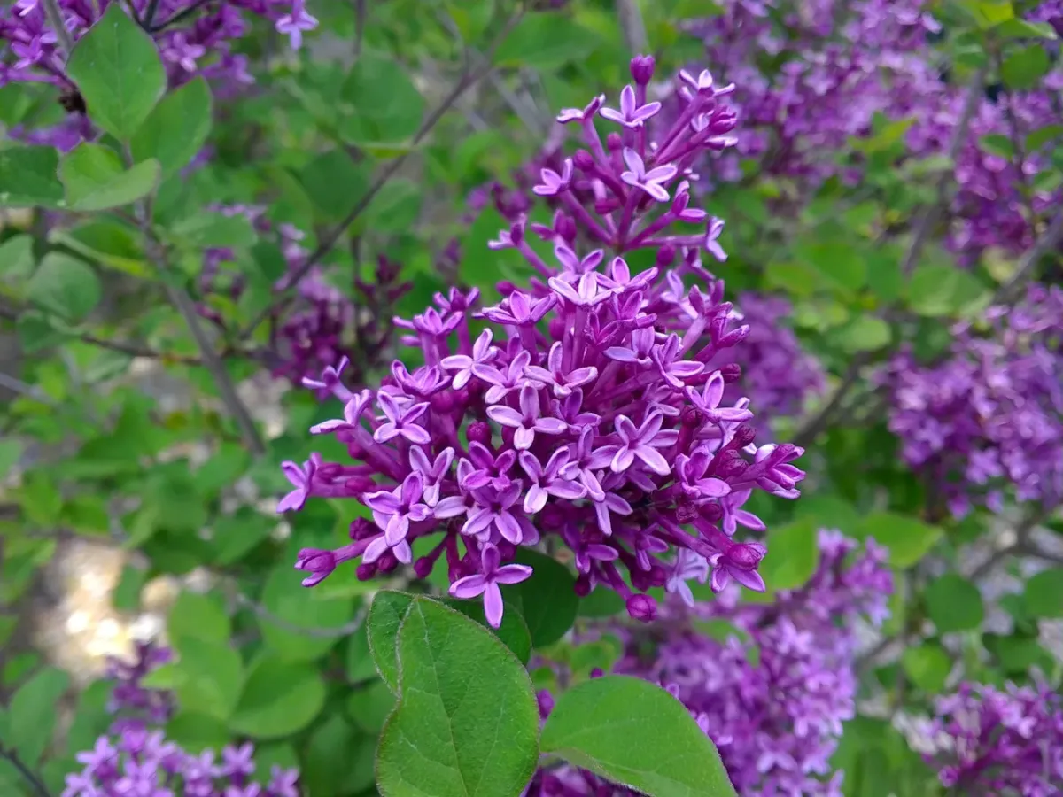 Купити Бузок Bloomerang 'Dark Purple' в Україні — саджанець