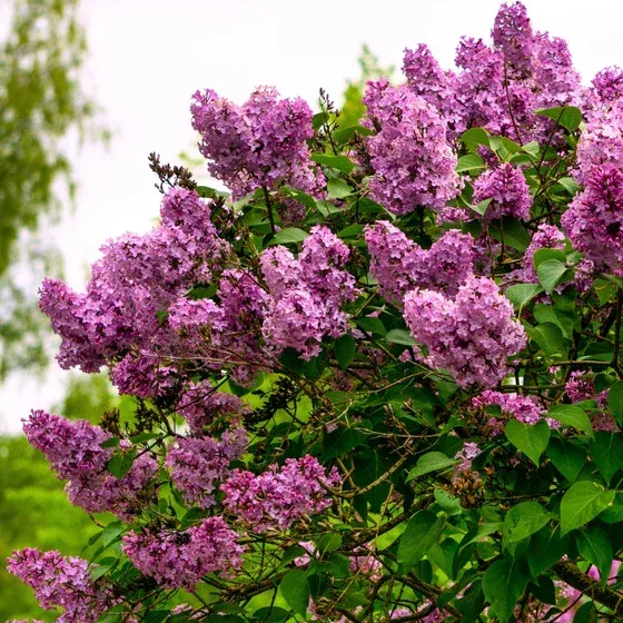 Сирень 'Dark Purple' — фото