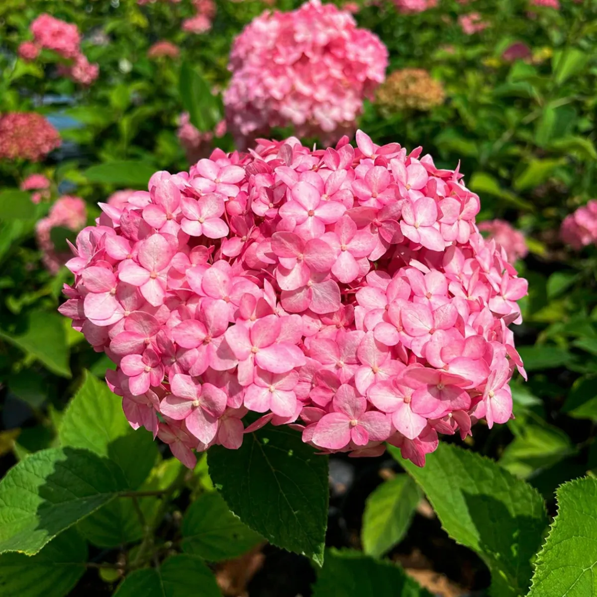 Купити Гортензія деревоподібна Magical 'Dark Pink' в Україні