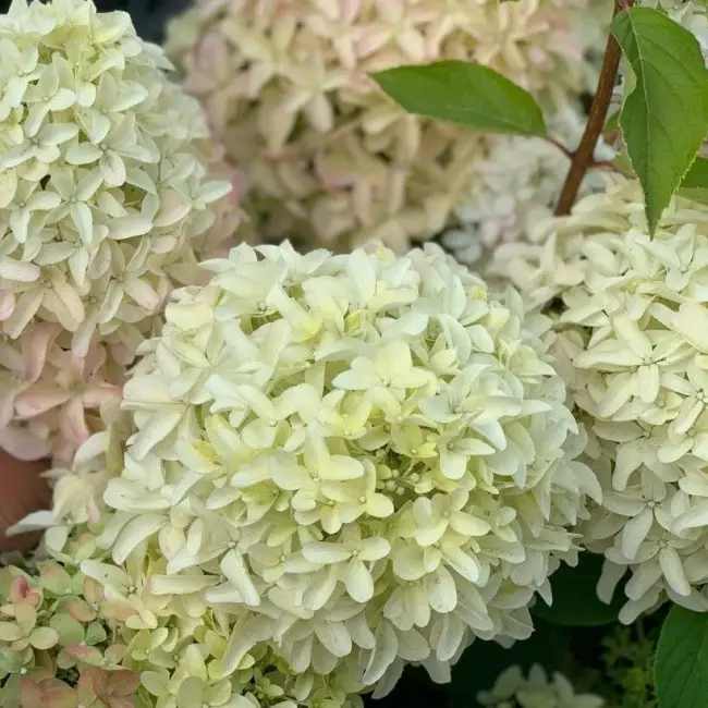 Гортензія волотиста 'Lime Sparkle' — фото квітки