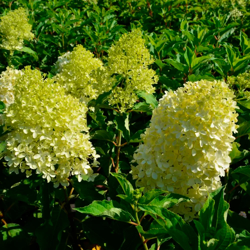 Гортензия метельчатая 'Lime Sparkle' — фото