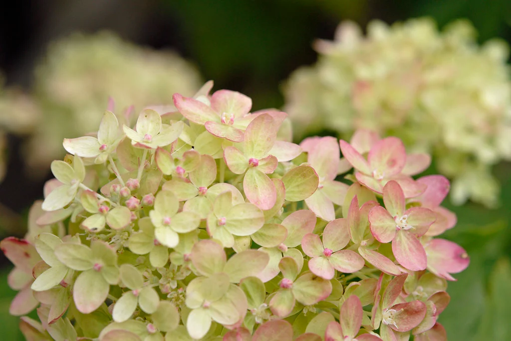 Гортензия метельчатая 'Little Lime' — фото