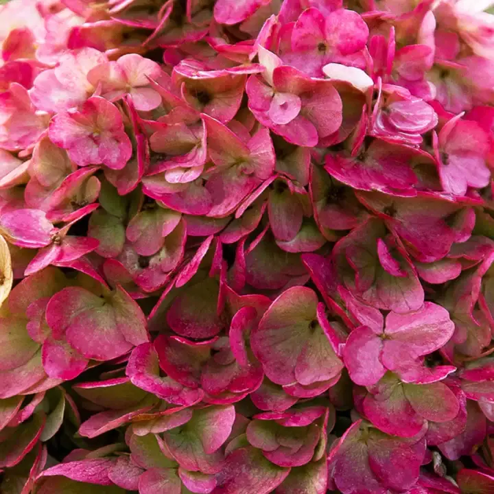 Гортензія волотиста 'Living Red Velvet' — фото квітки
