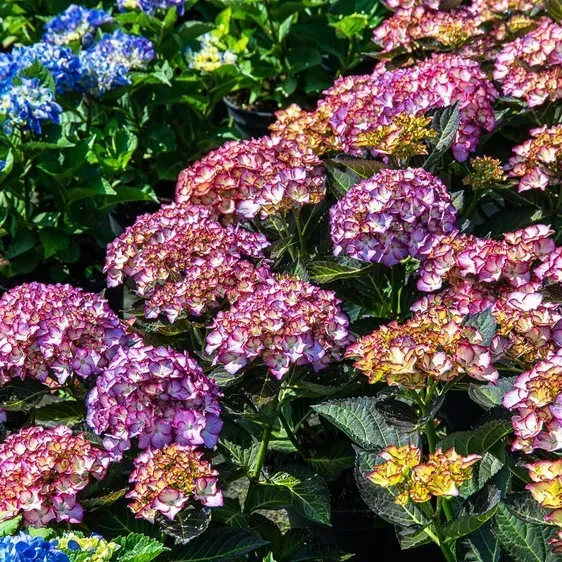 Гортензія великолиста 'Adula Purple' — фото квітки