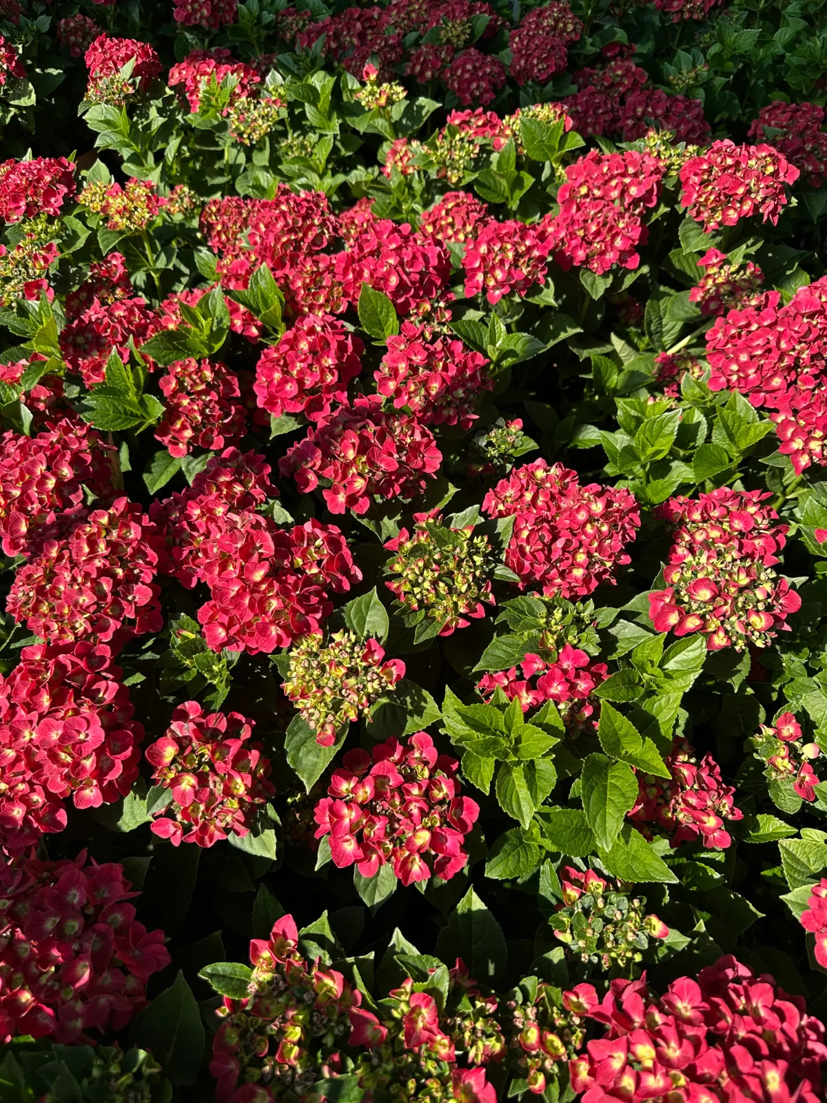 Гортензія великолиста 'Rana Red' — фото 6